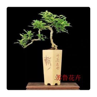 自然驅蚊又美觀 打造自制花草驅蚊工藝品